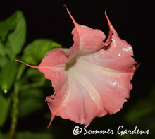 Brugmansia 'Xena' - Unrooted Cuttings